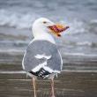 Caught A Fallen Star (Gull) by Bob Kroll
